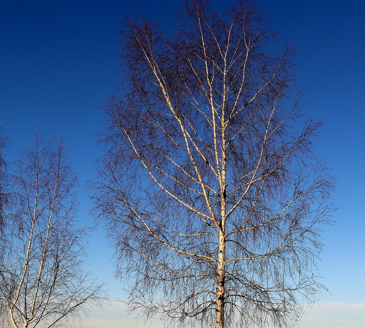 birch trees winter free photo