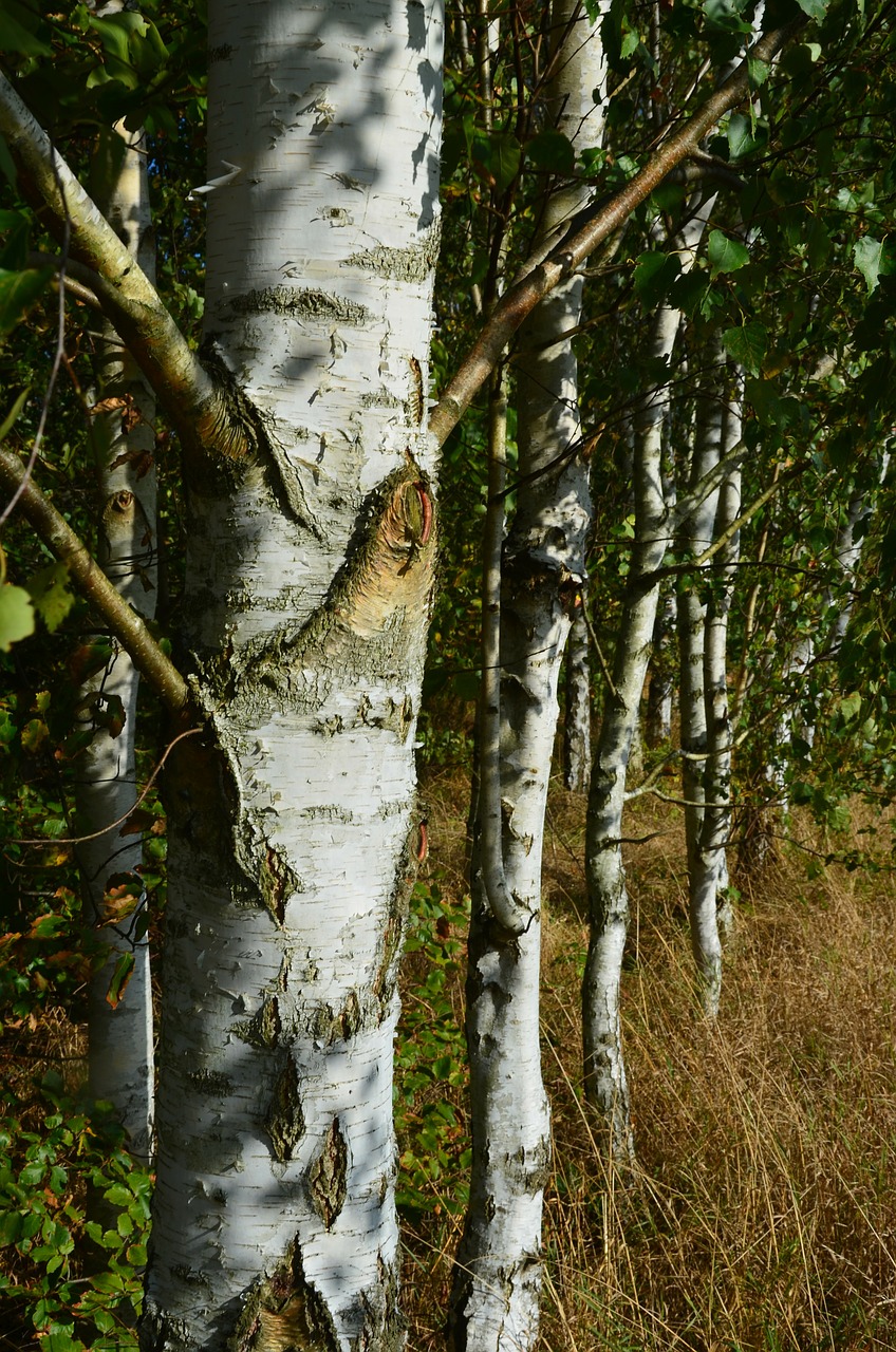 birch forest trees free photo