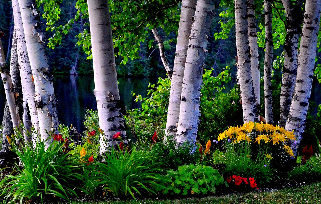 birch trees nature free photo