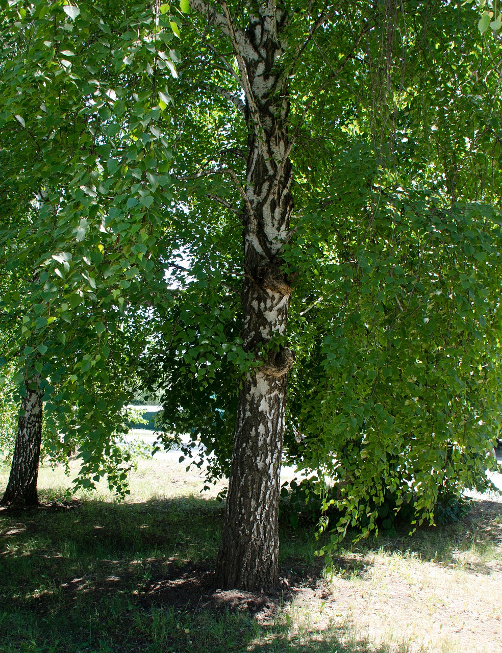 birch tree leaves free photo