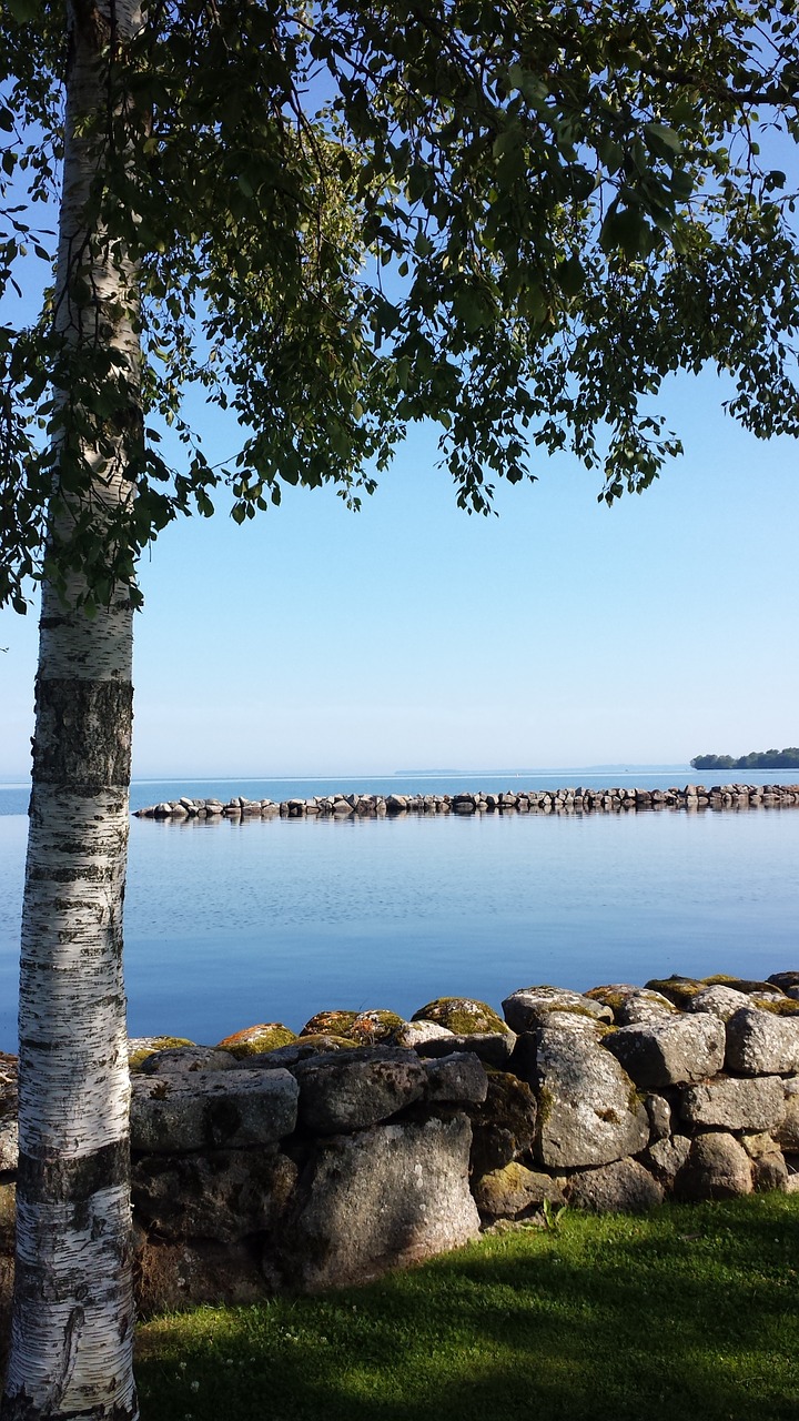 birch stone wall vadstena free photo