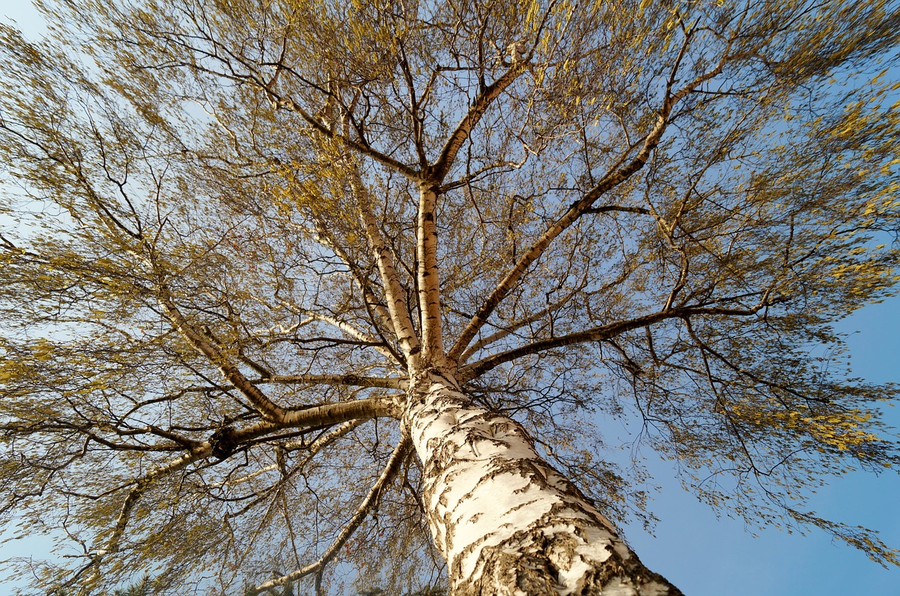 birch tree crown free photo