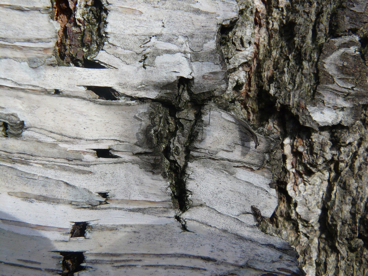 birch bark log free photo