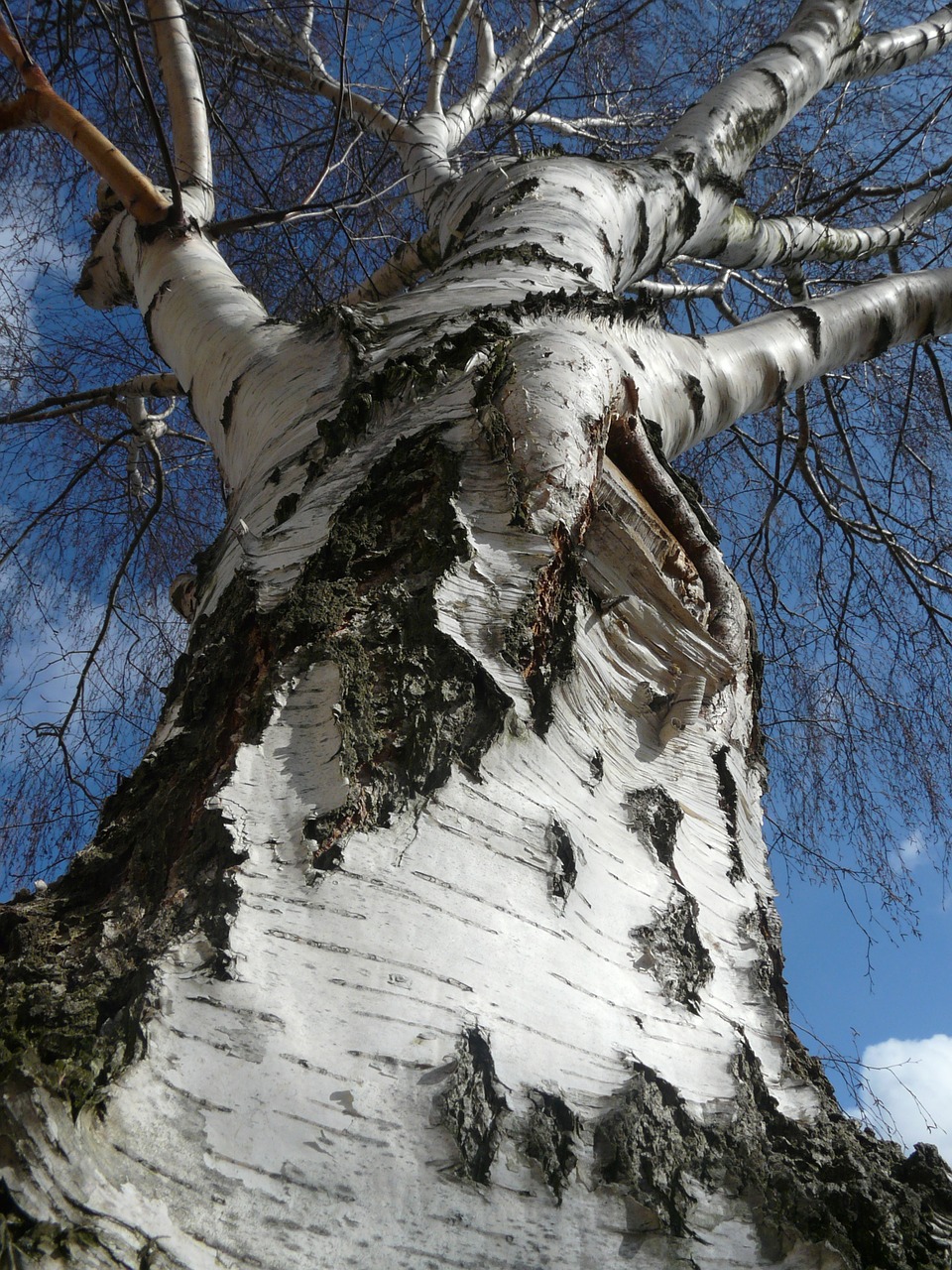 birch tree nature free photo