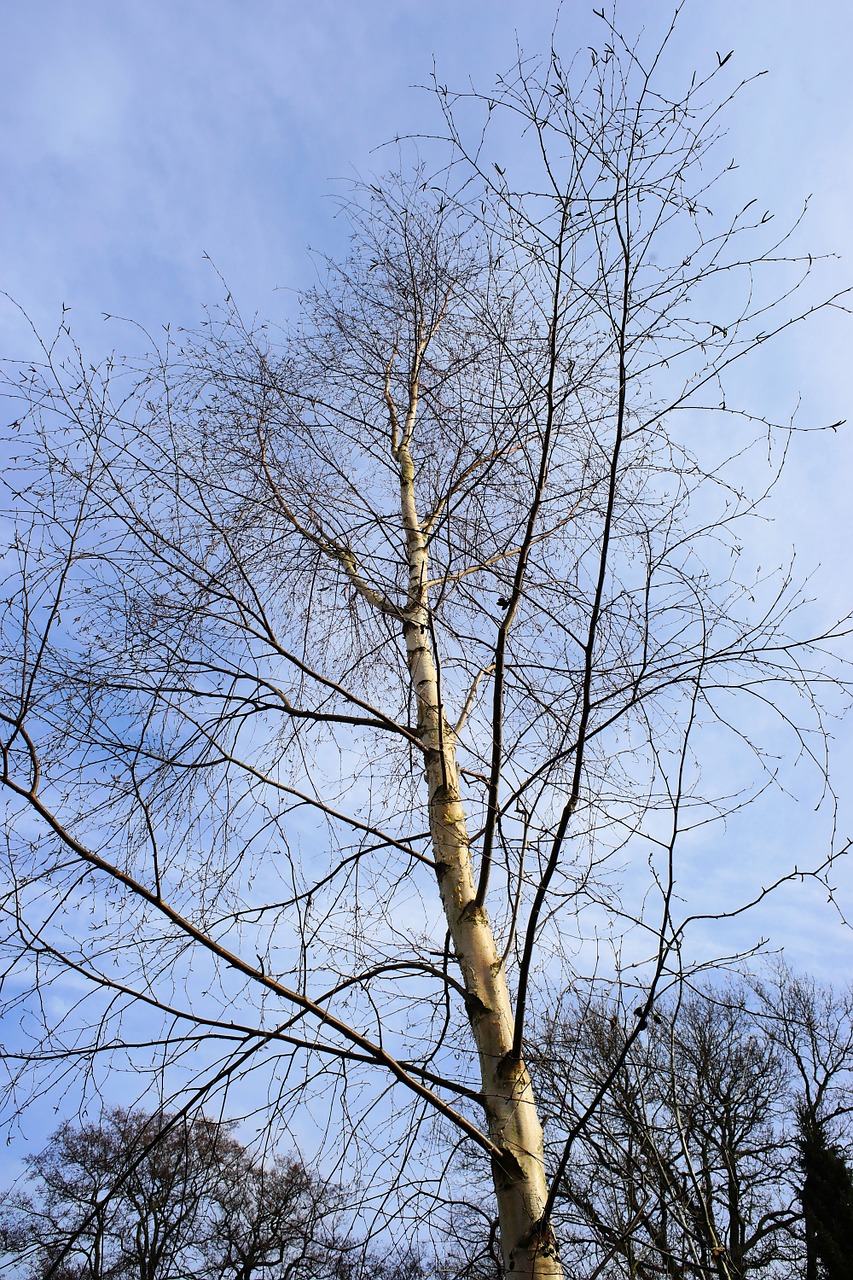 birch tree nature free photo