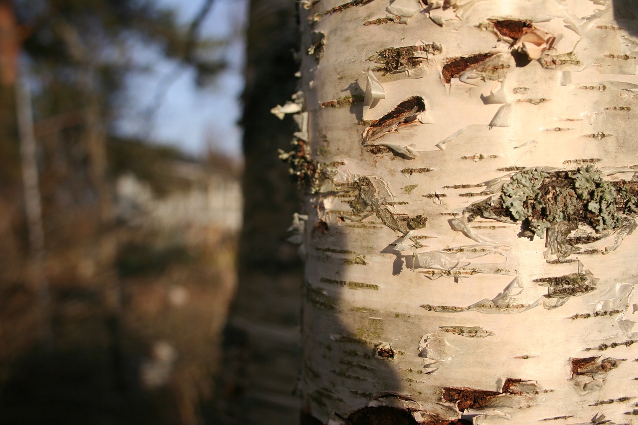 birch tree nature free photo