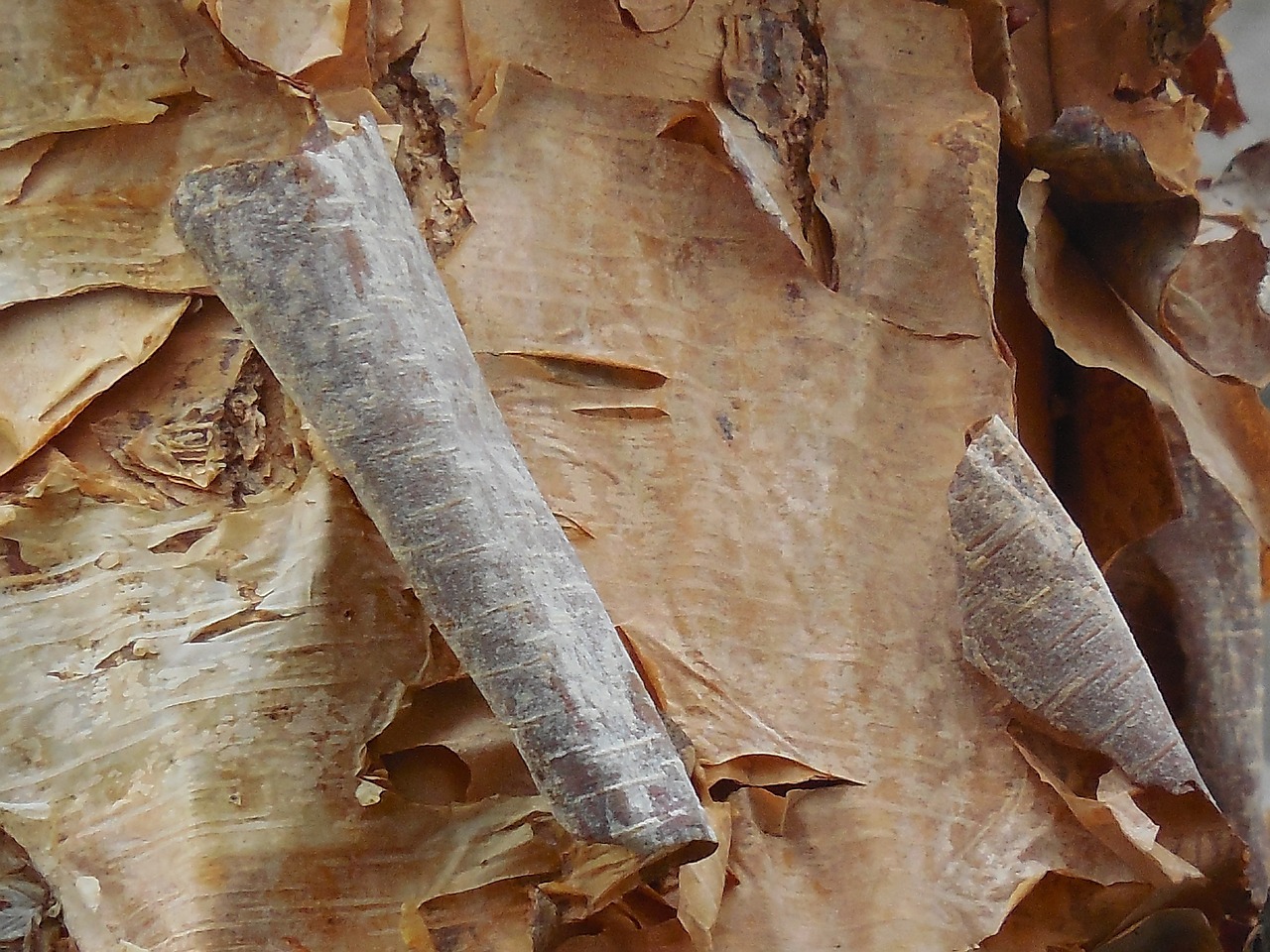 birch bark tree free photo