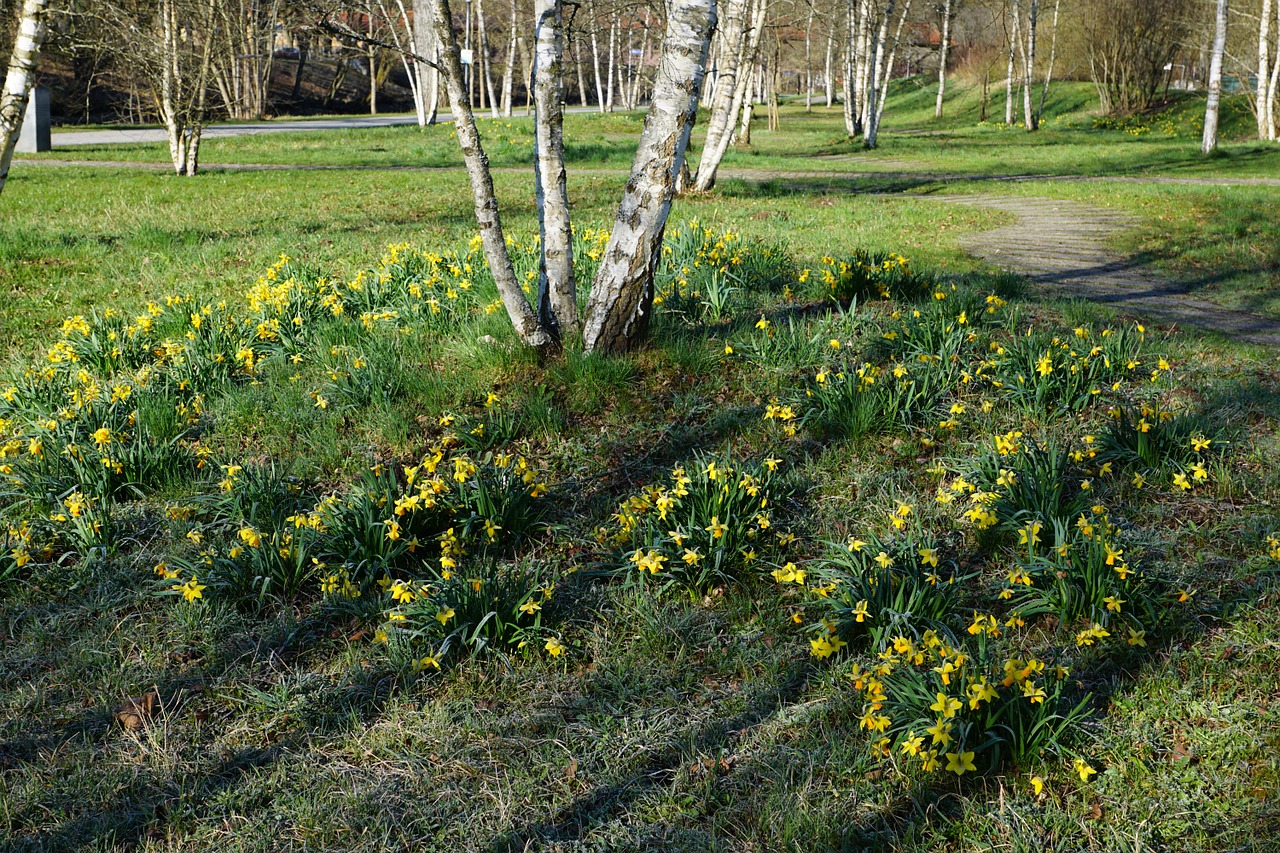 birch park nature free photo