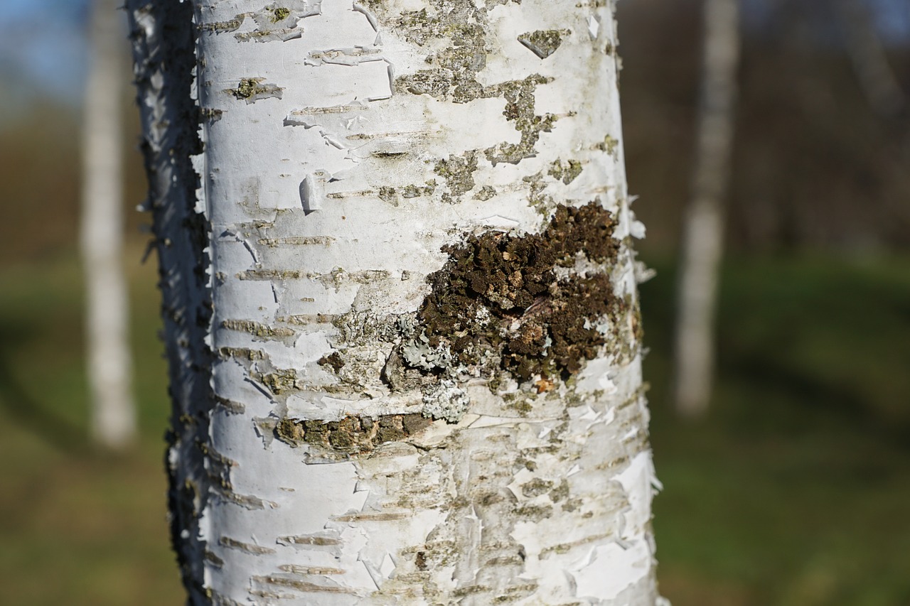 birch tree bark free photo