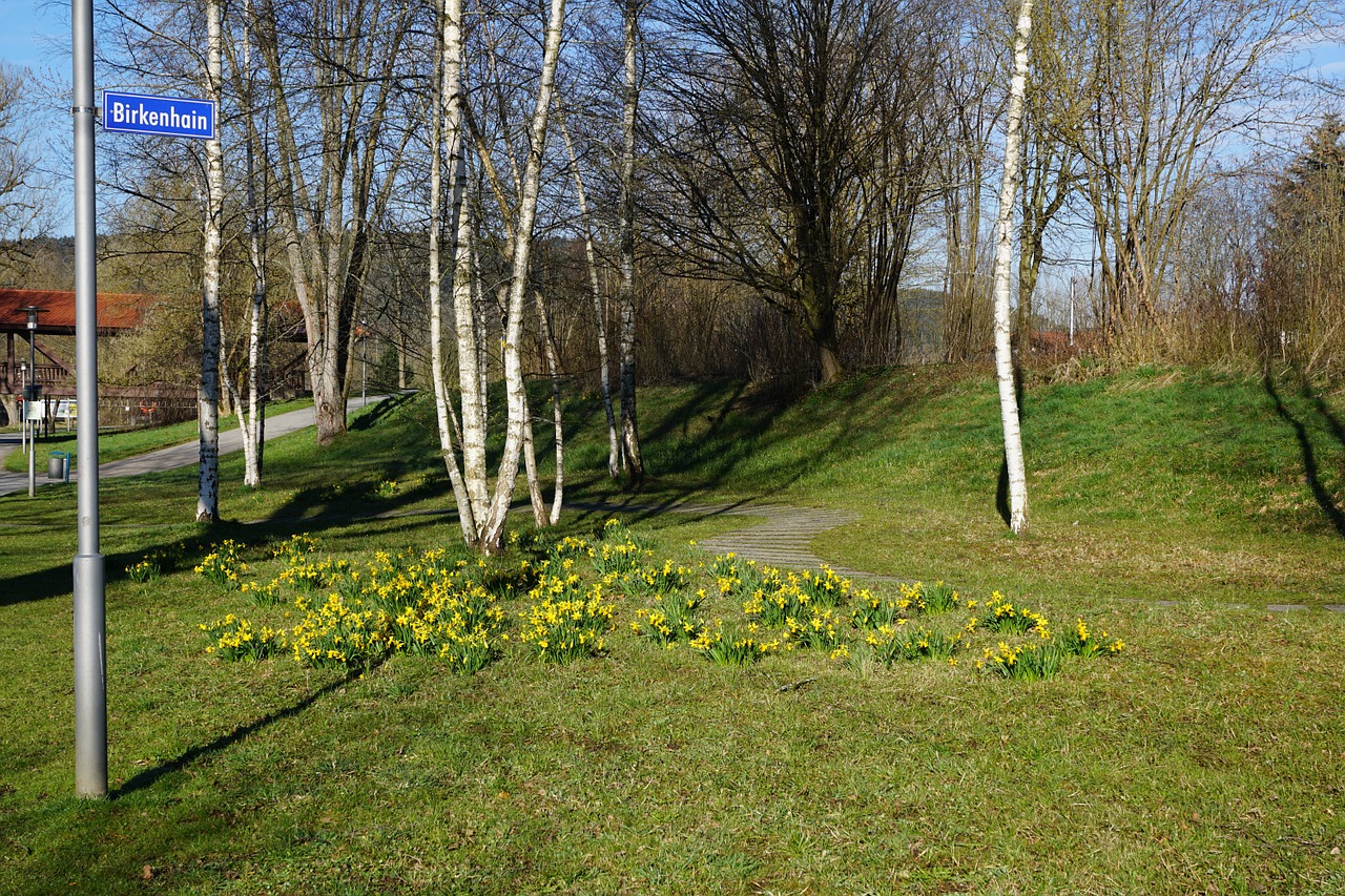 birch park nature free photo