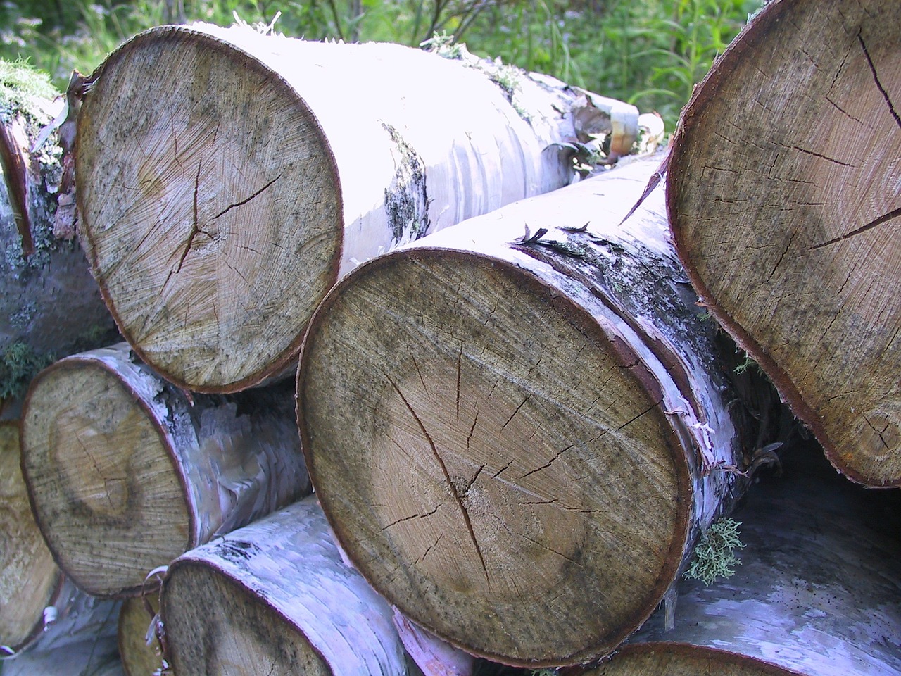 birch logs woodpile free photo