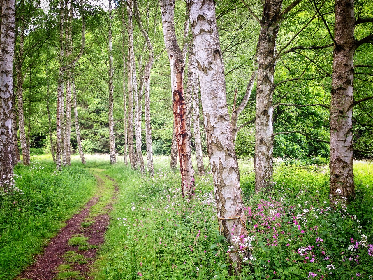 birch forest summer free photo