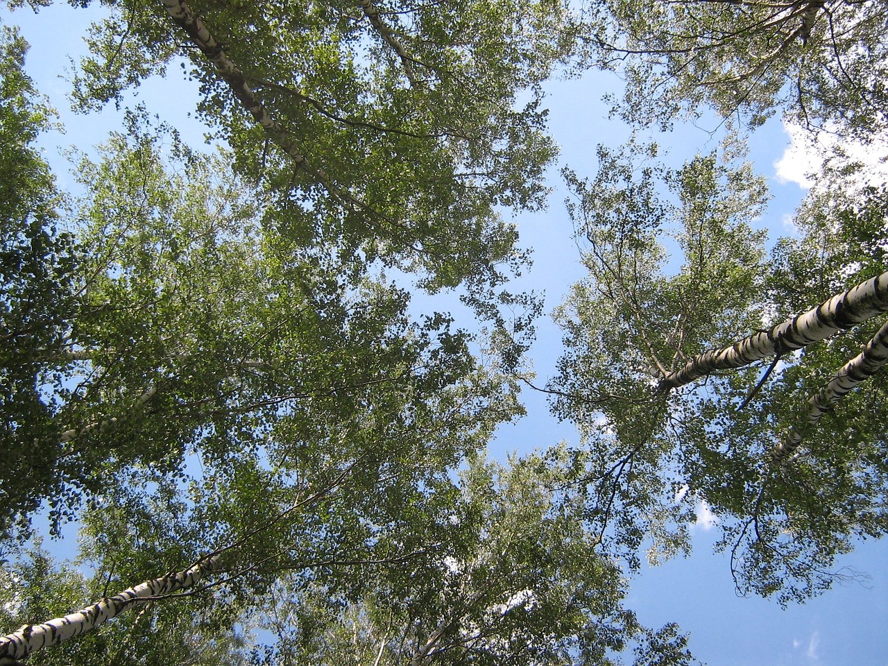 birch sky trees free photo