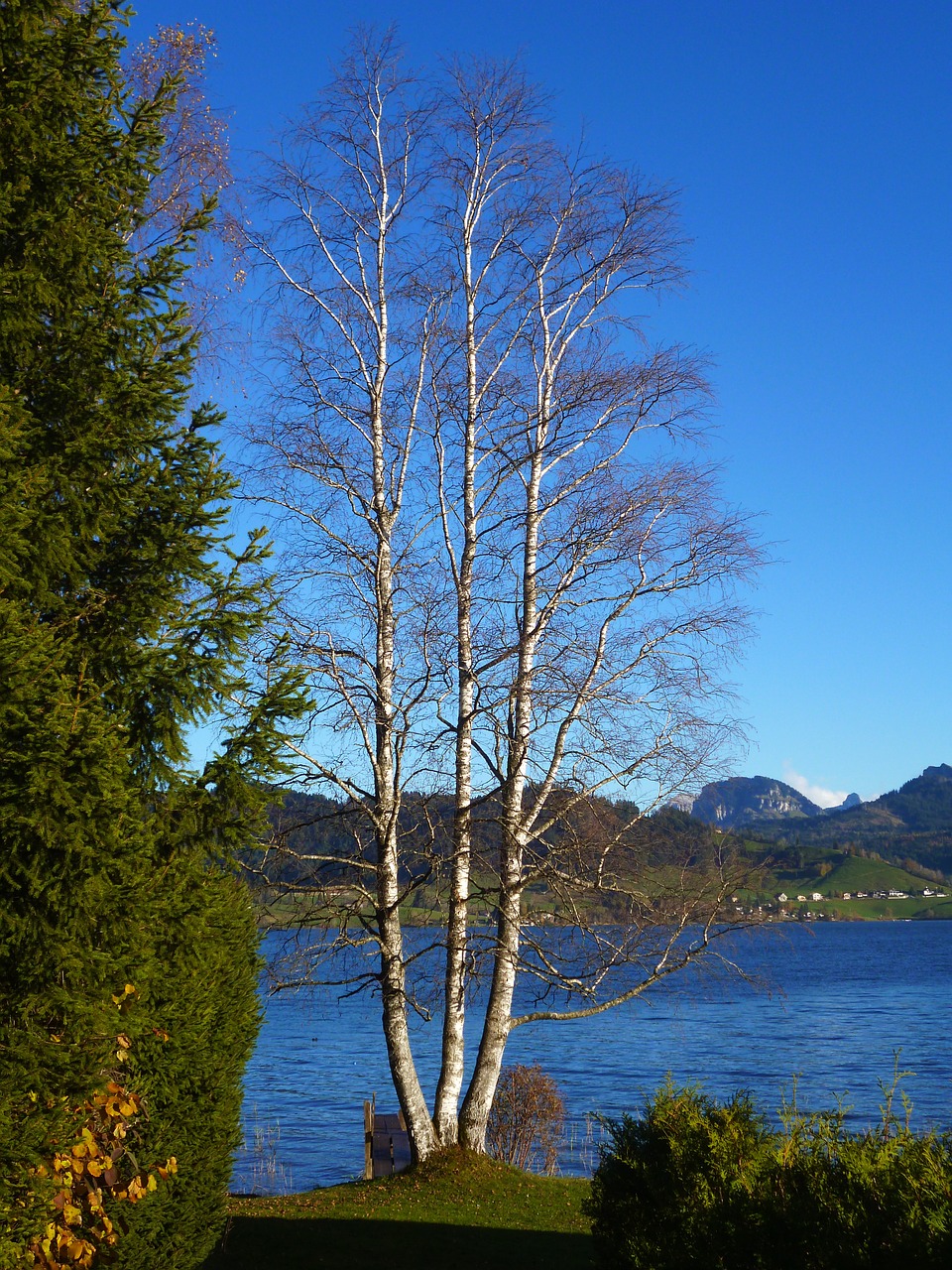 birch lake autumn free photo