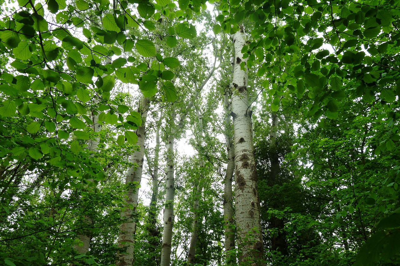 birch forest nature free photo