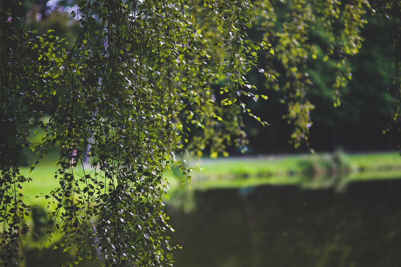 birch tree green free photo