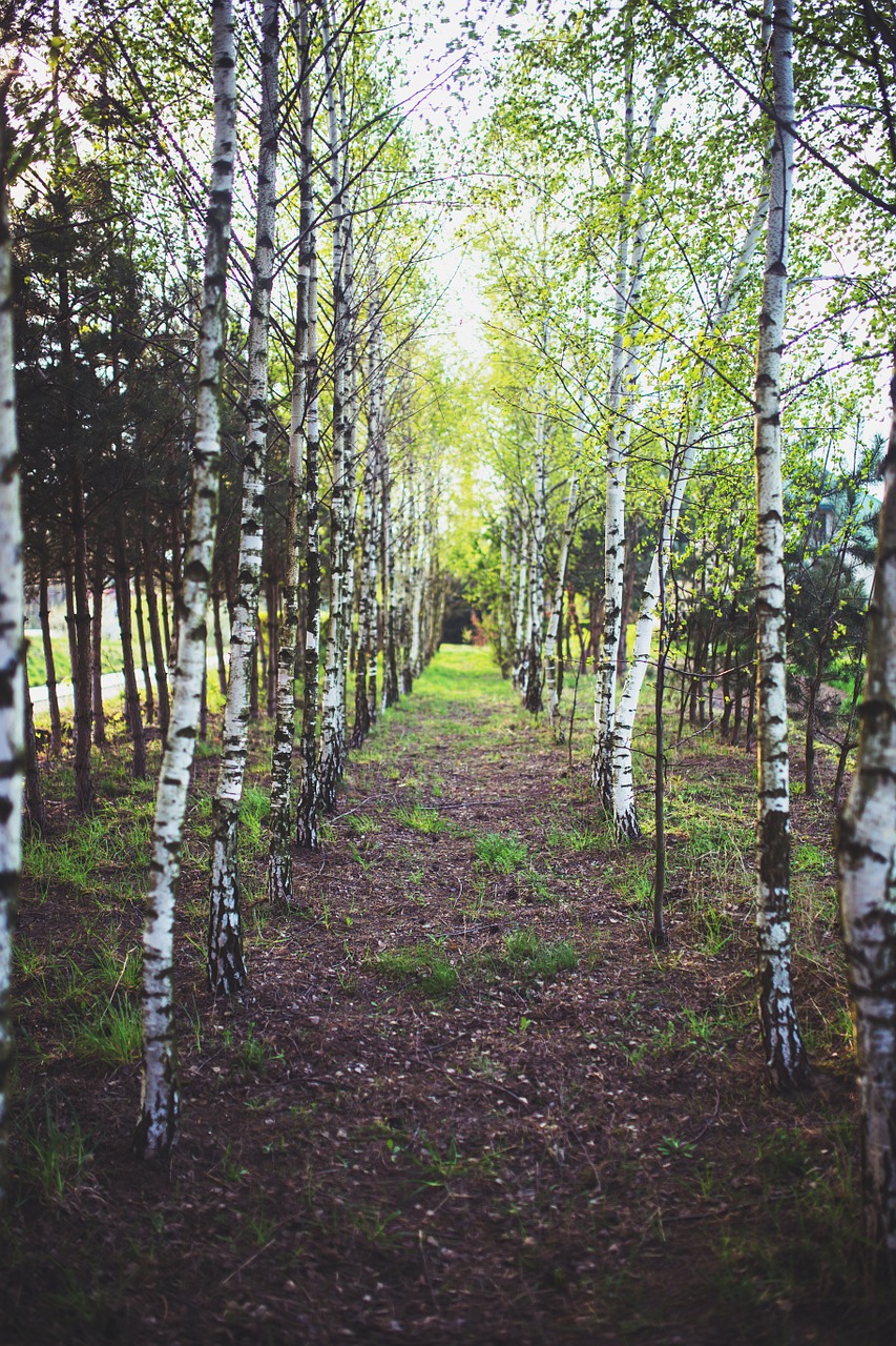 birch forest wood free photo