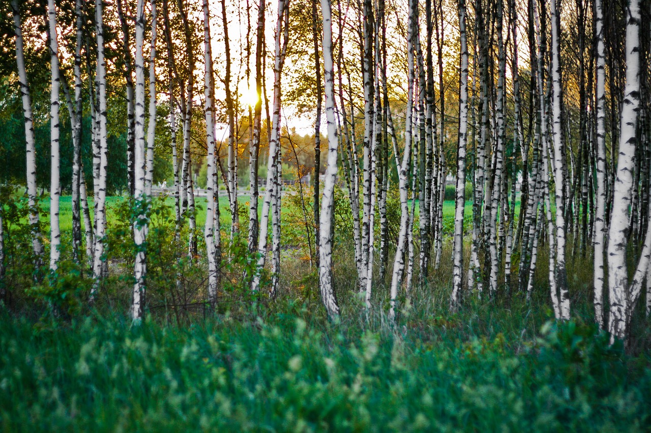 birch forest woods free photo