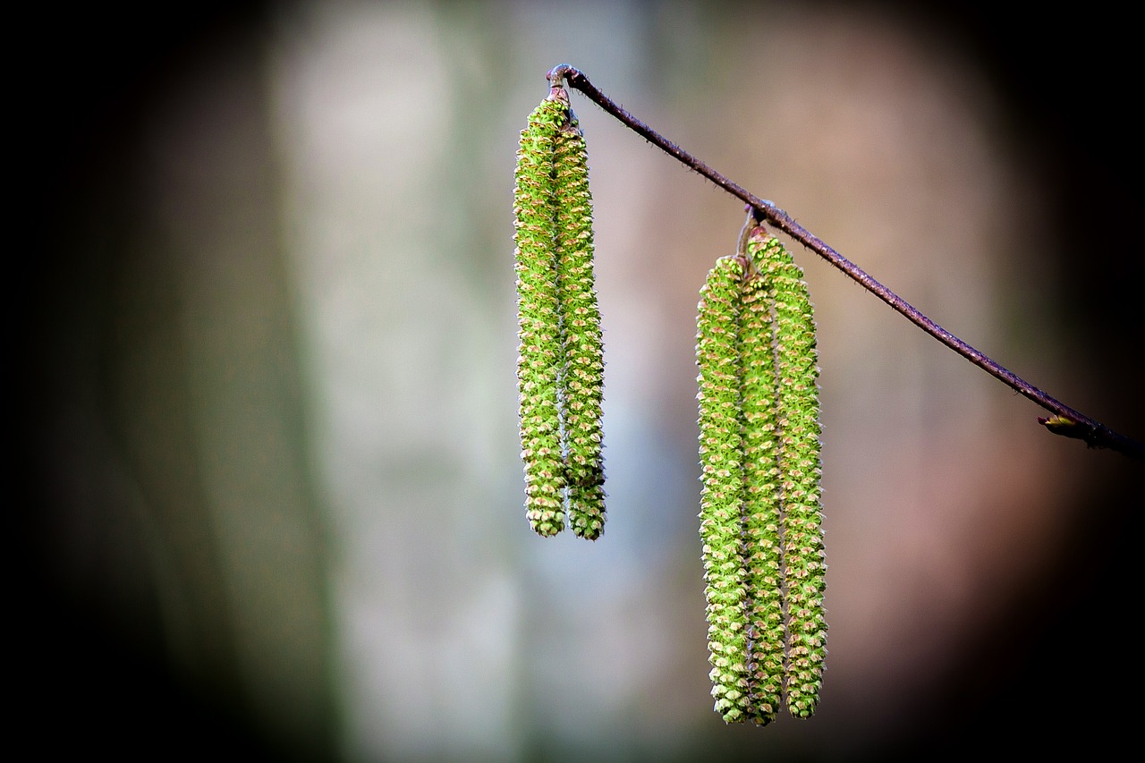 birch birch catkins green free photo