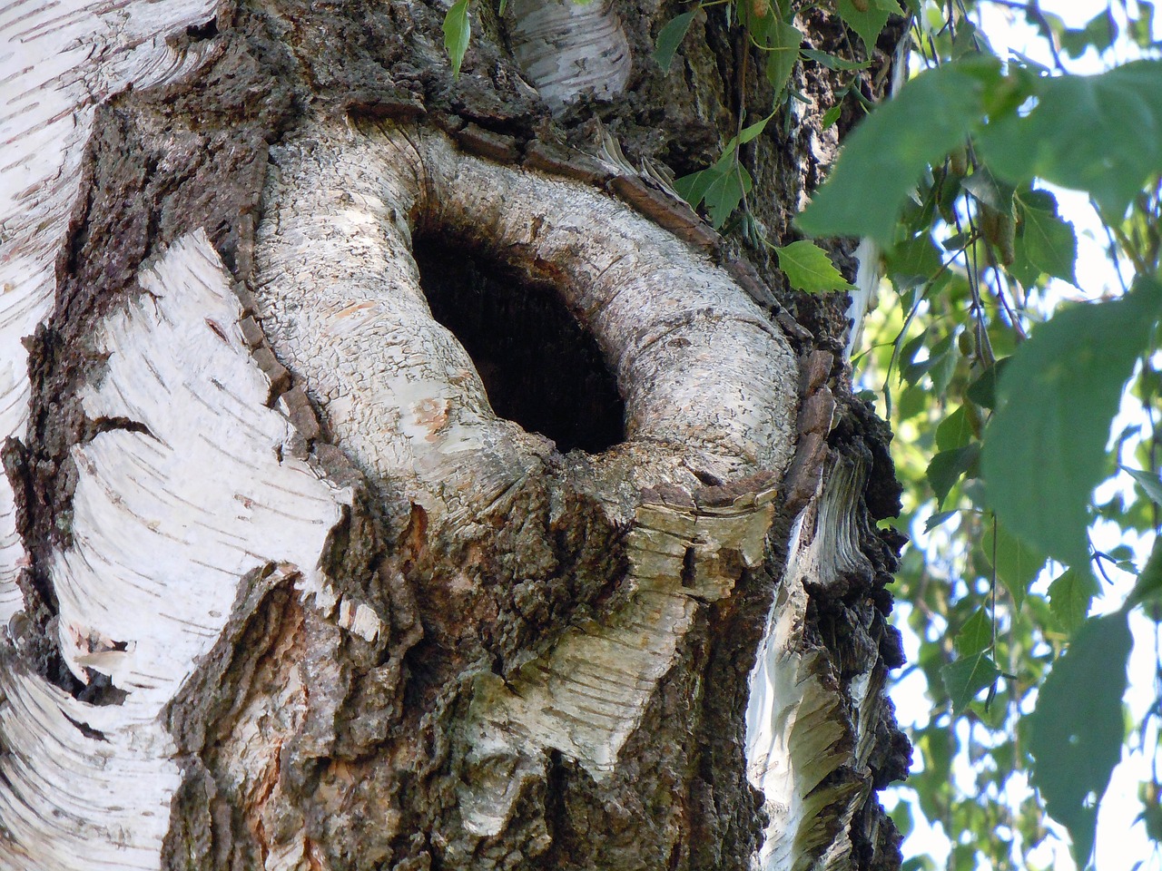 birch tree hole nature free photo