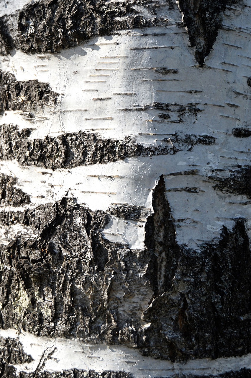 birch bark denmark free photo