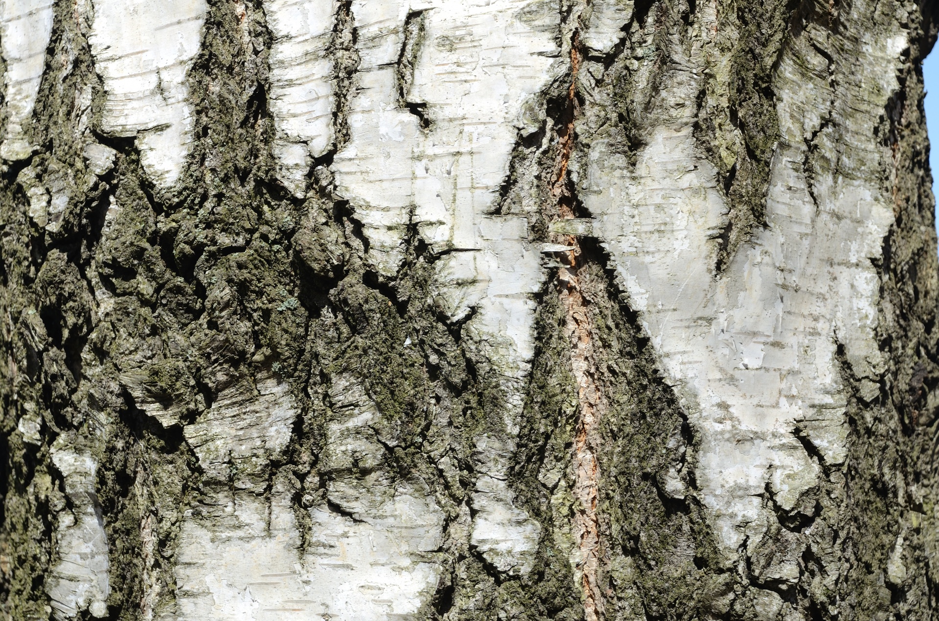 birch bark background free photo