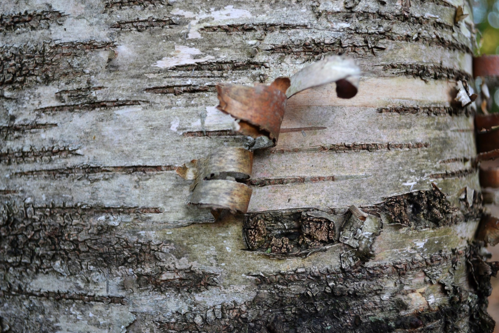 birch bark tree free photo