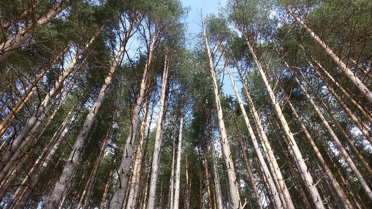 birch forest sky windows free photo