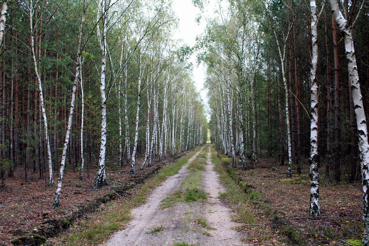 birch forest tree forest free photo