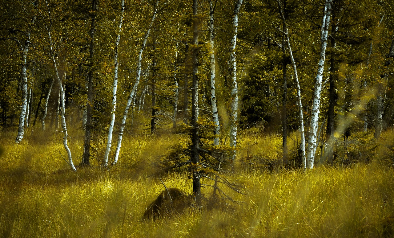 birch forest  landscape  forest free photo