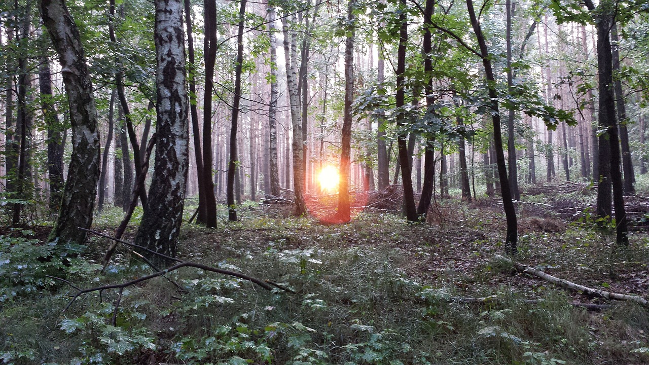 birch forest forest birch free photo