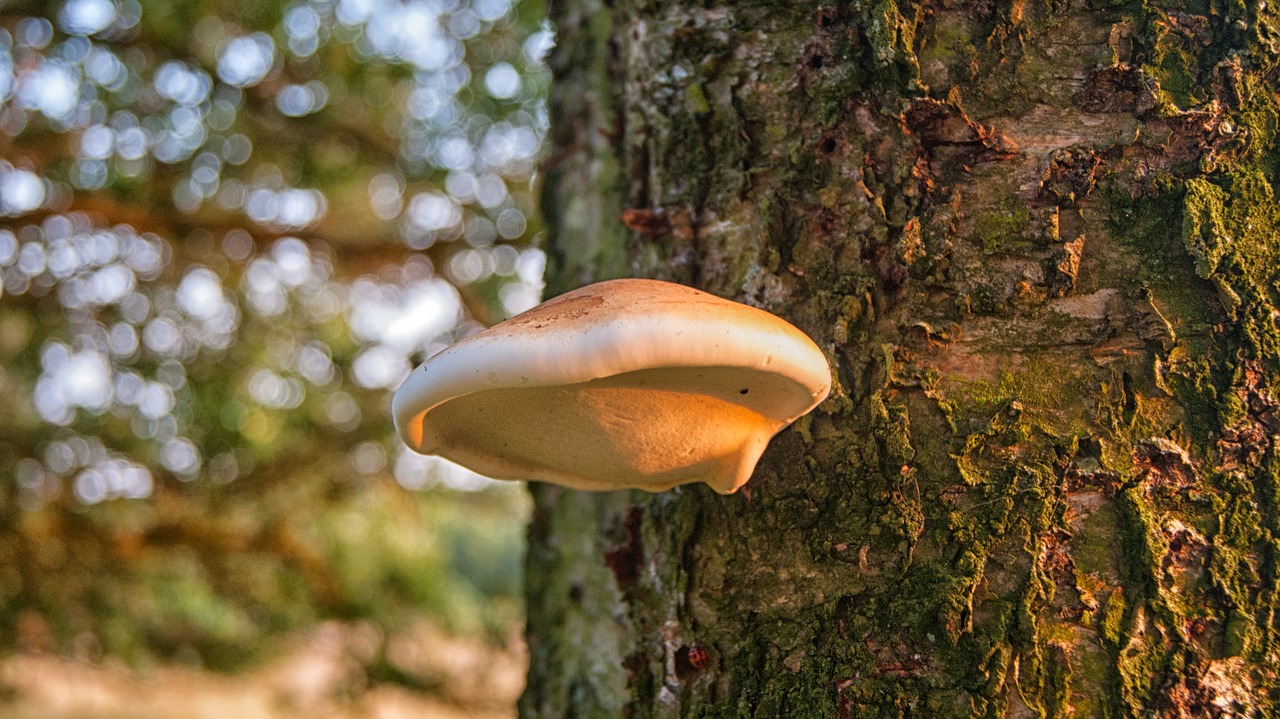 birch fungus tree mushroom free photo