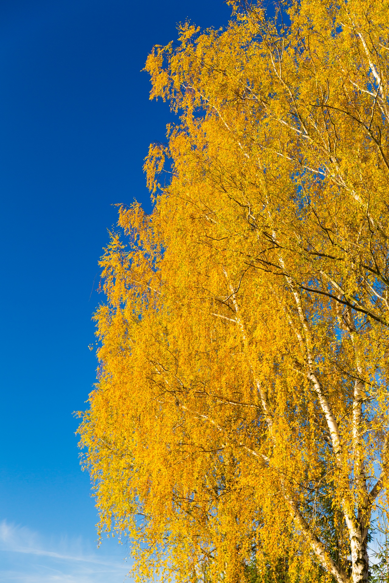 autumn birch blue sky free photo