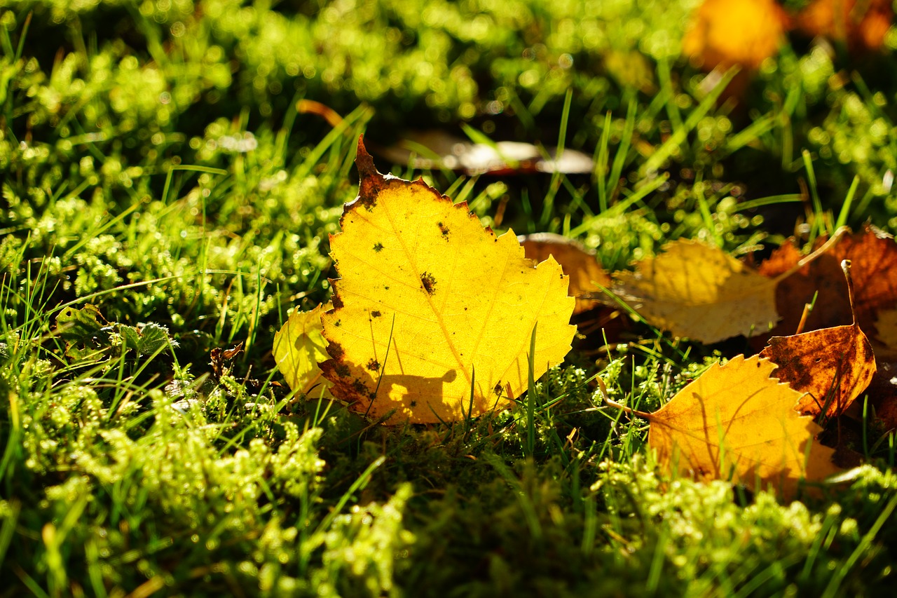 birch leaf autumn fall foliage free photo
