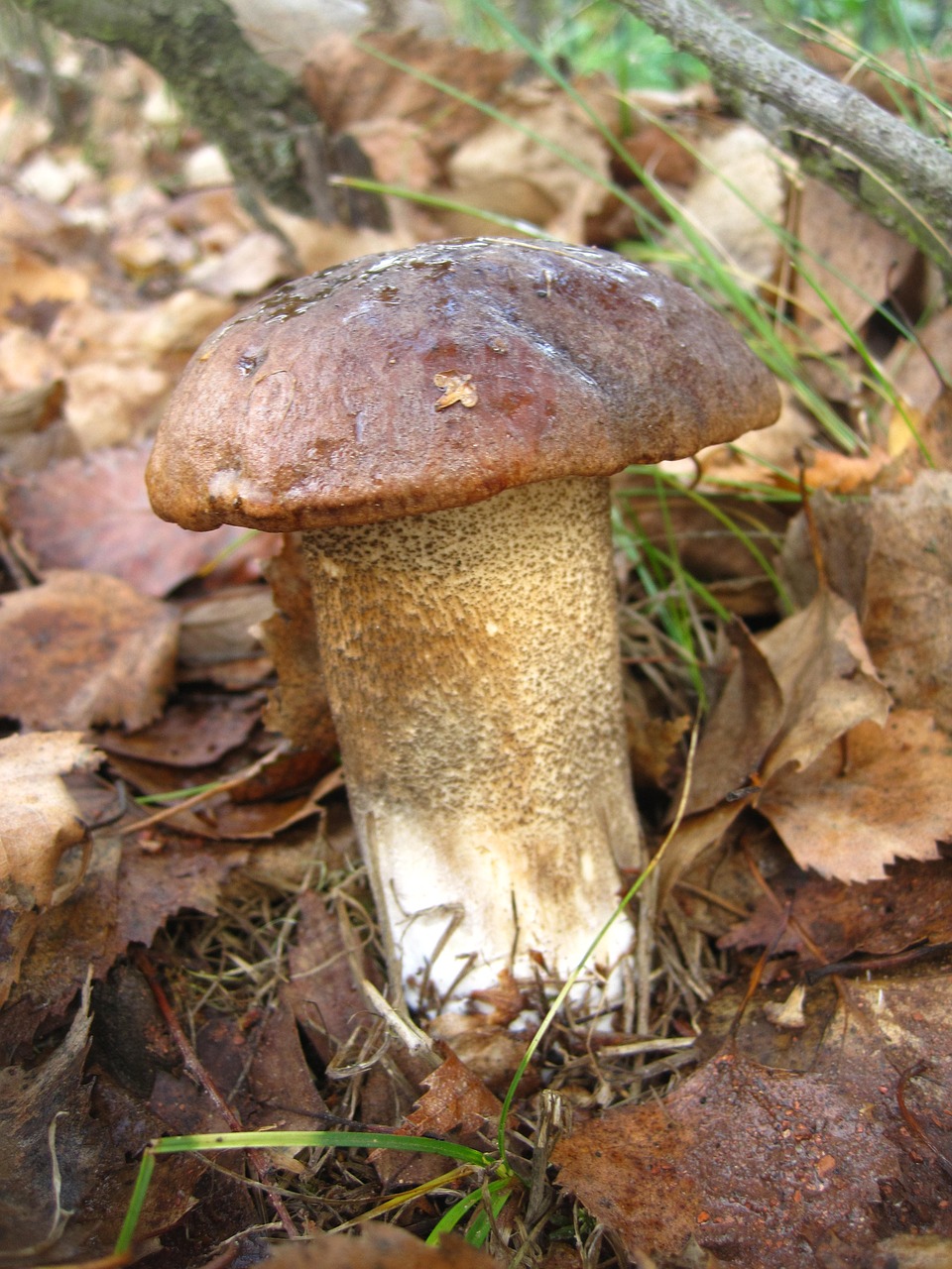 birch mushroom firs mushroom free photo