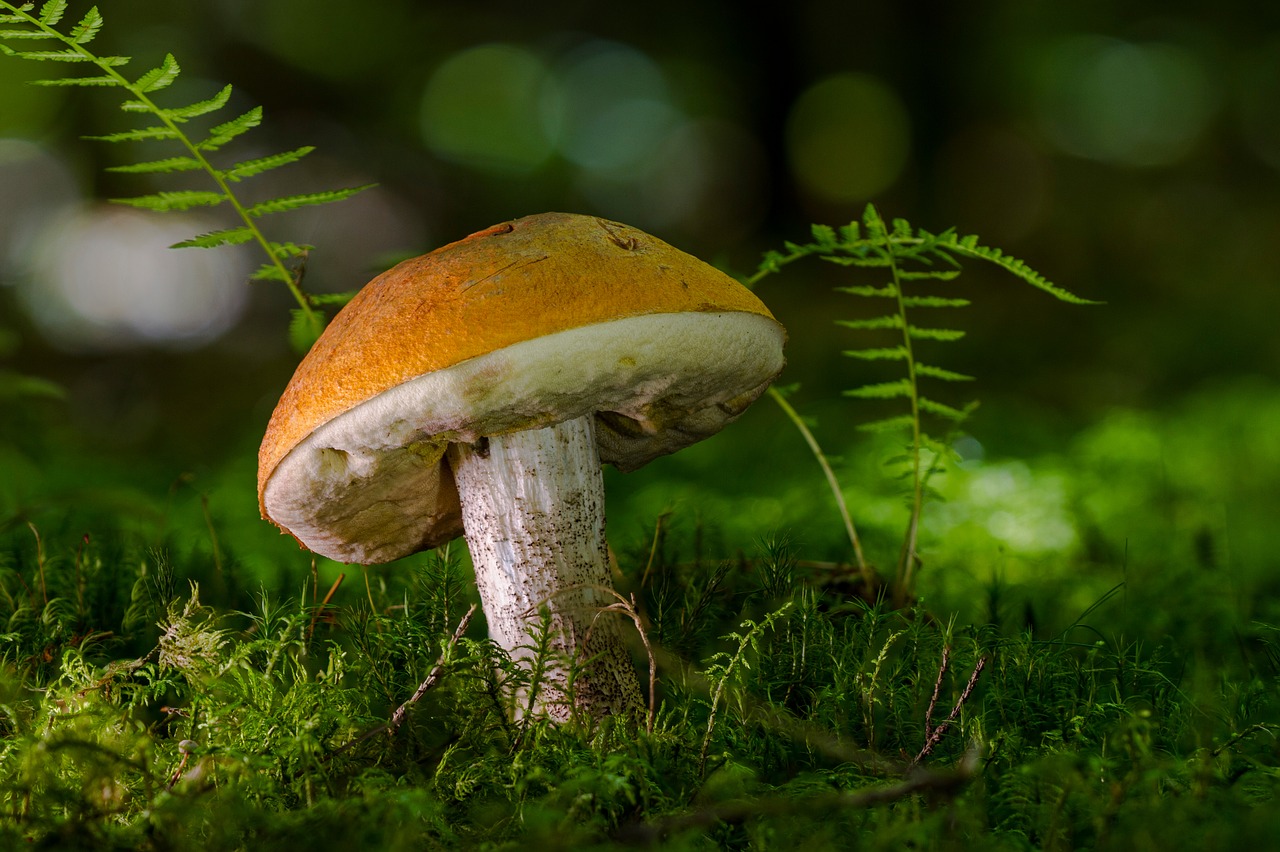 birch mushroom mushroom forest free photo