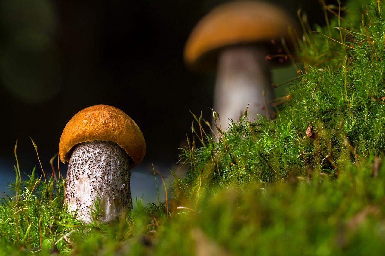 birch mushroom mushroom edible free photo