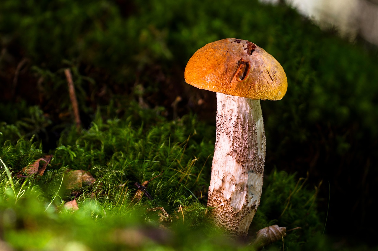 birch mushroom mushroom edible free photo