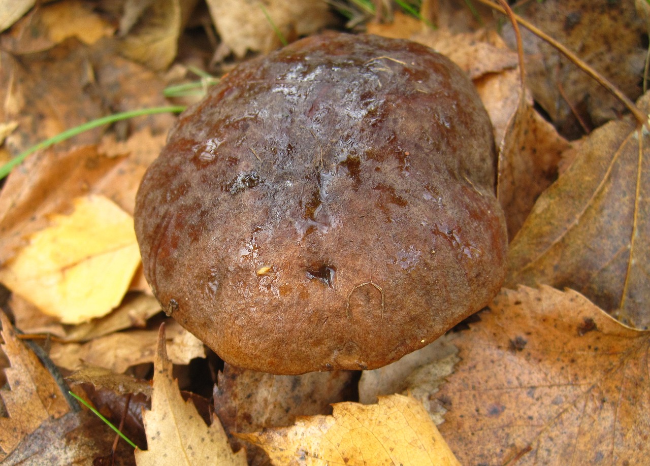 birch mushroom cap hidden disguised free photo
