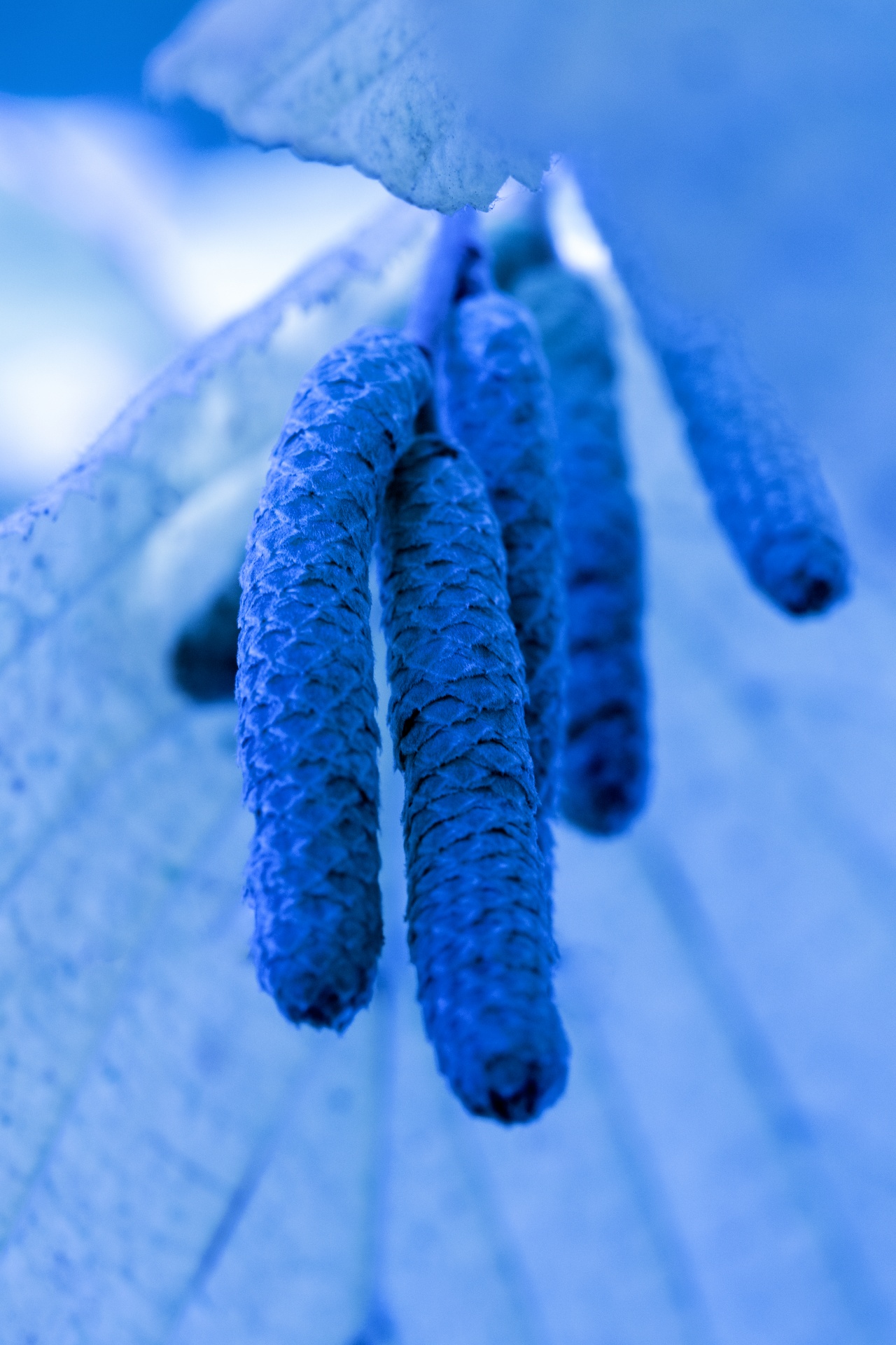 abstract birch blue free photo