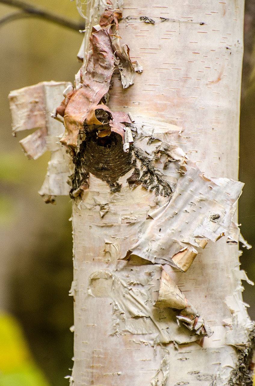 birch tree bark peeling bark free photo