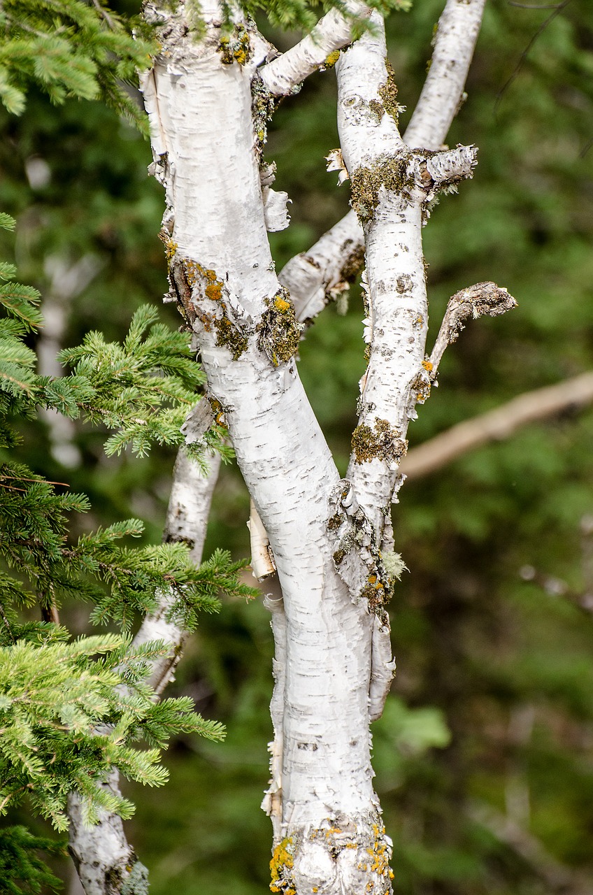 birch tree green branch free photo