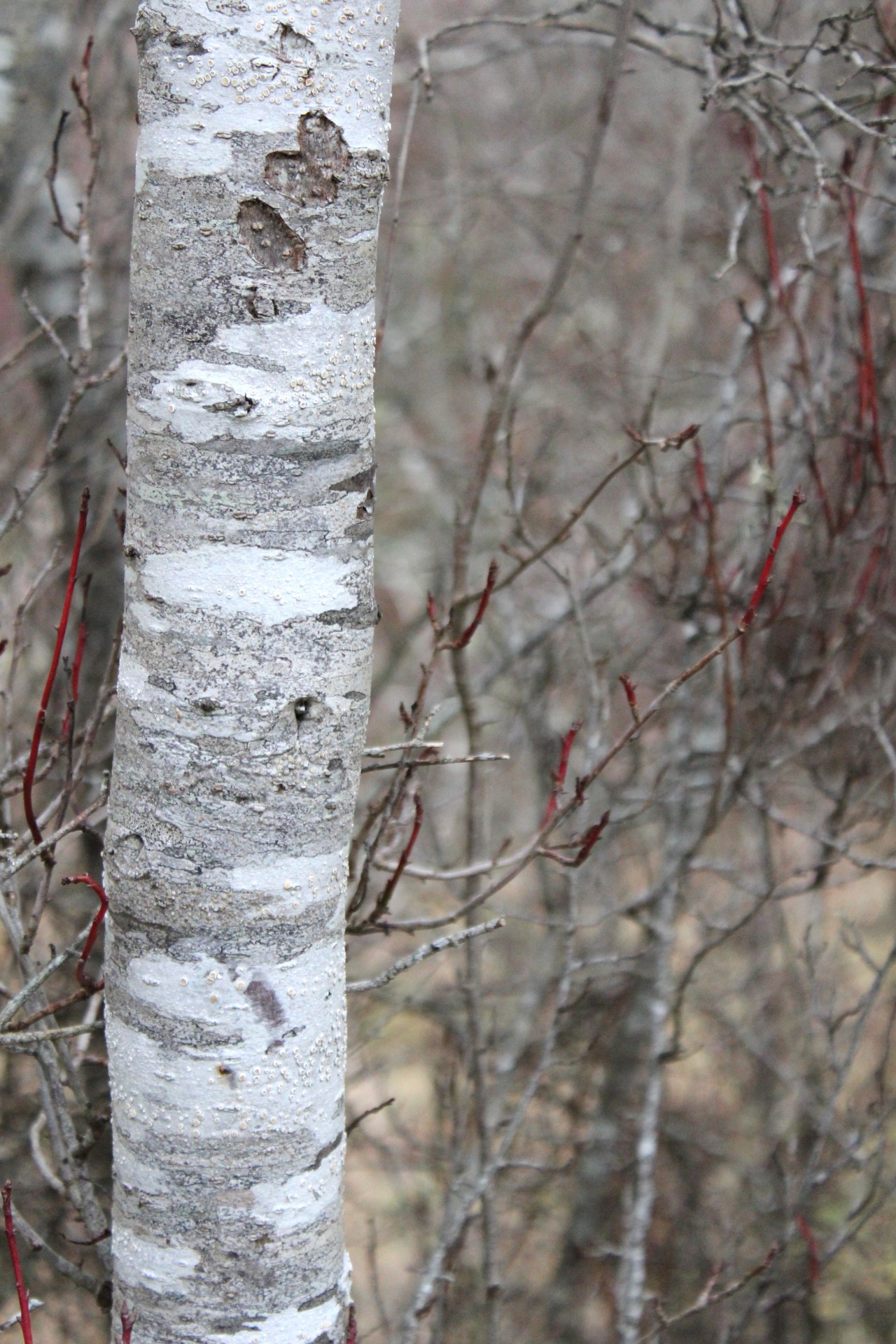 white birch tree free photo