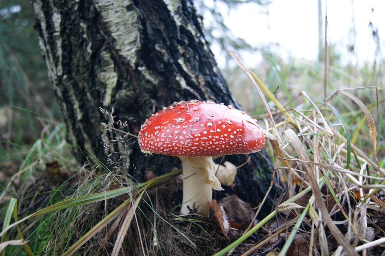 amanita forest mushroom free photo