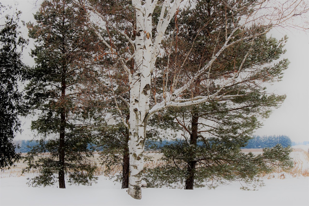 birch tree snow covered free photo