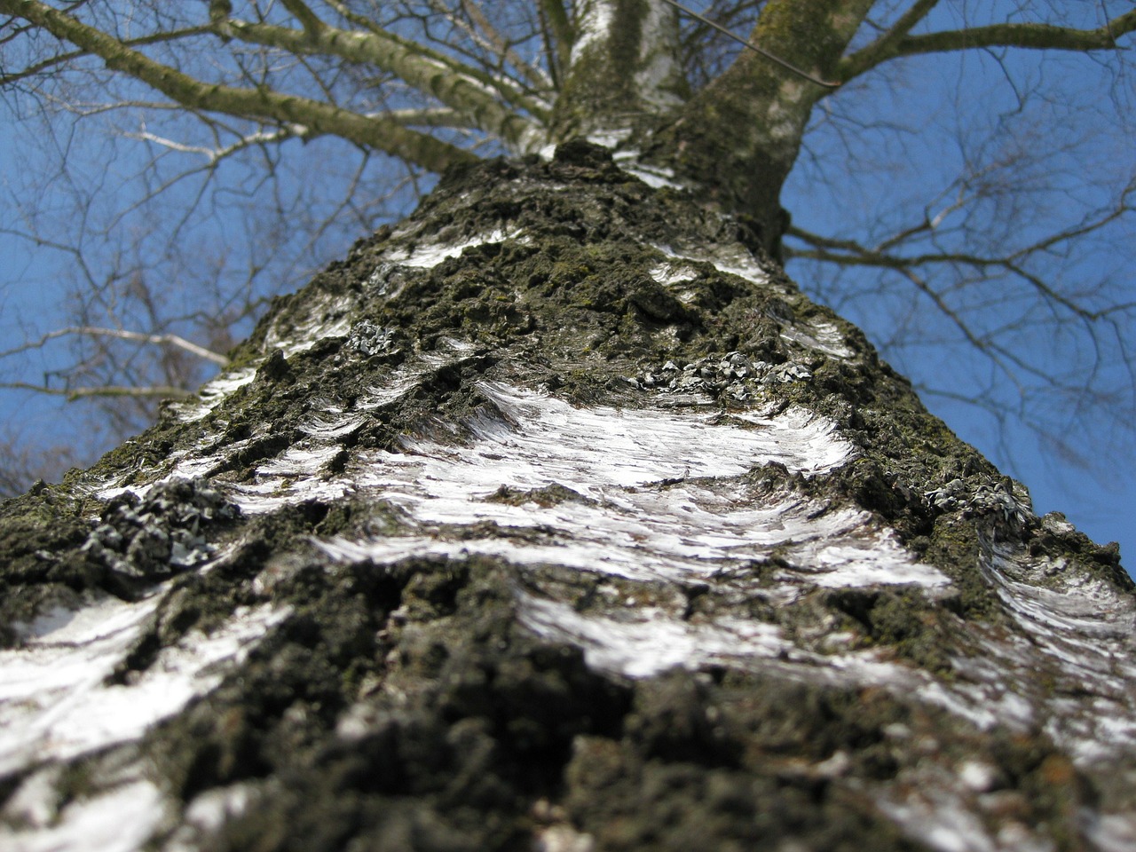 birch tree tree bark free photo