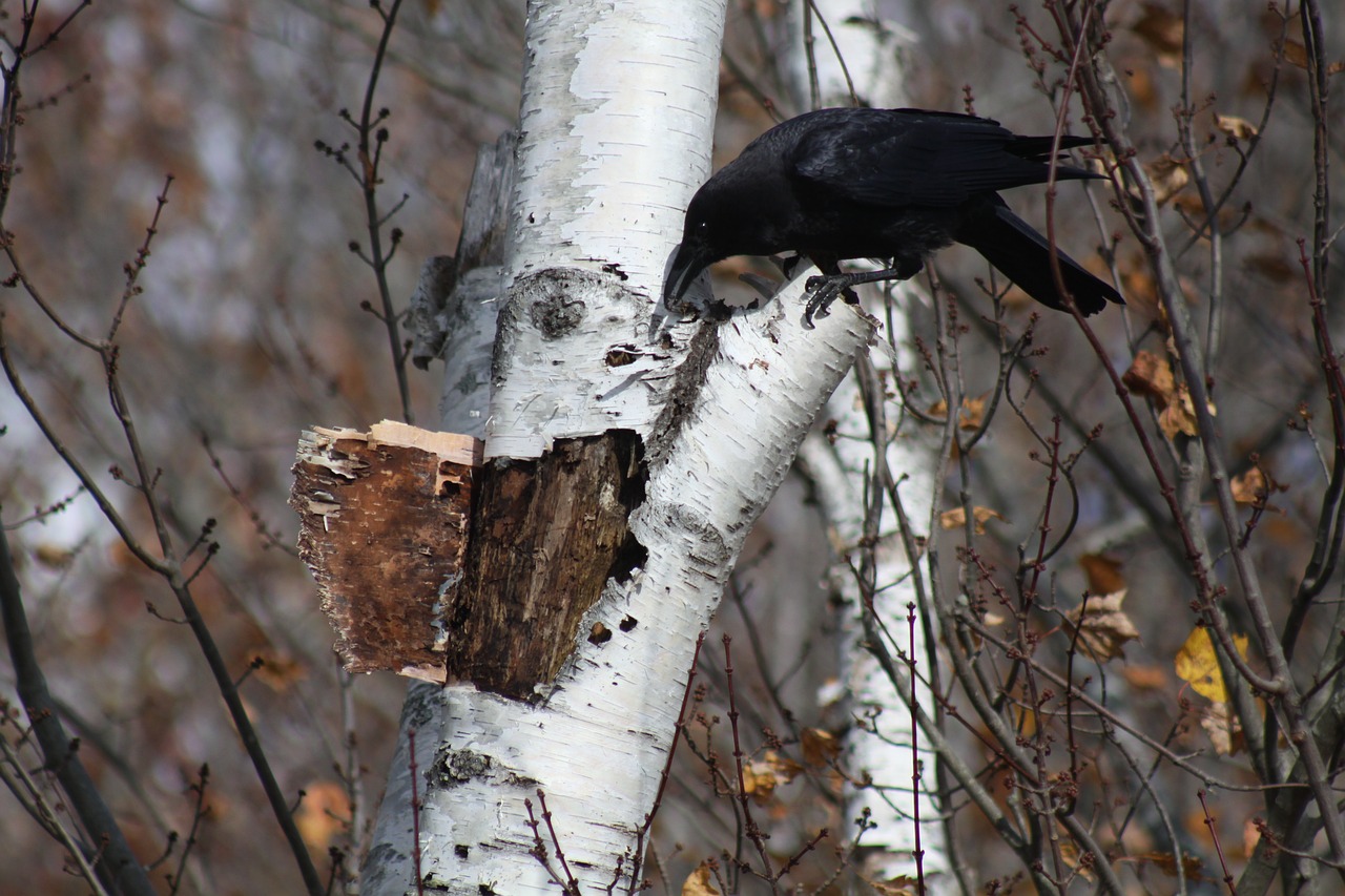 birch tree bark crow free photo
