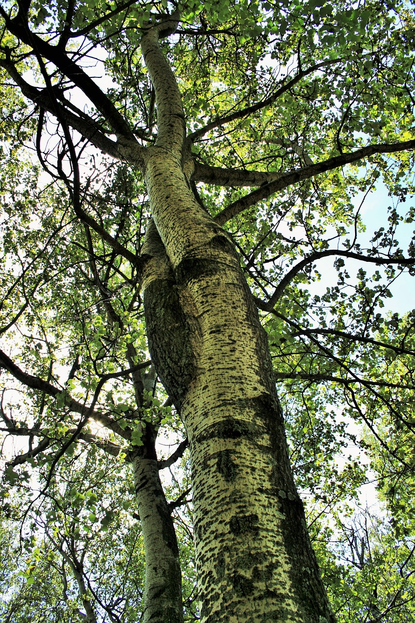 birch tree trees birch free photo