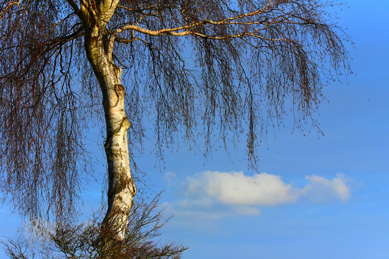 birch tree  trunk  branches free photo