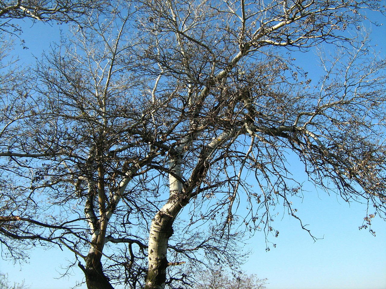 birch tree tree landscape free photo